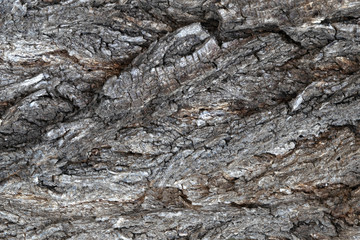 bark of an old tree elm for background