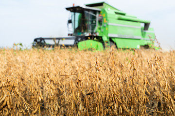 Fototapeta premium Soybean plant at sunny day