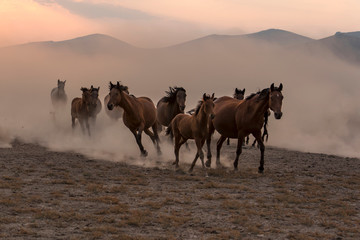 running for freedom, wild horses