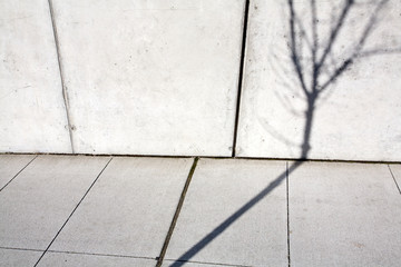 Tree Shadow on Wall