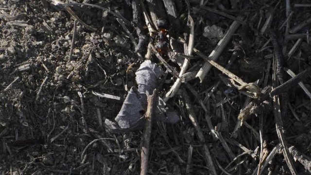 zoom sur une fourmi rouge