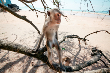 Portrait of a monkey close-up.