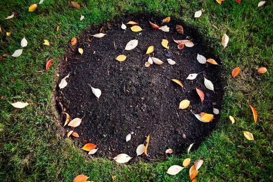 Circle in Grass with Leaves