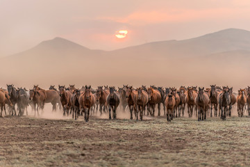 running for freedom, wild horses