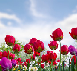 Naklejka premium Beautiful flowers red and pink tulips in garden in a spring day