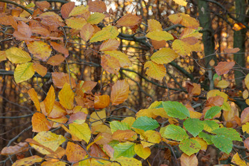 Herbstlaub der Rotbuche, Ratingen, NRW, Deutschland