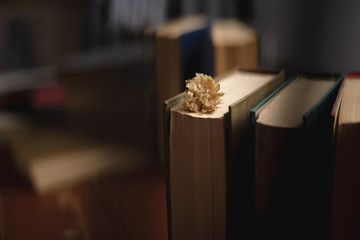 Vintage books stack on old wooden surface in warm directional light