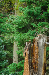 Chipmunk Camouflaged on Tree Stump