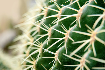 Naklejka na ściany i meble Cactus Family, close-up barrel cactus. thorn cactus texture background, close up