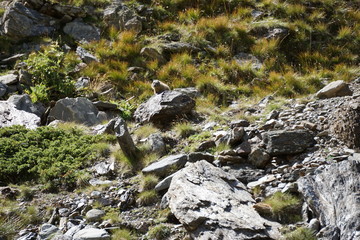 Ermännchen auf Felsen in Wiese