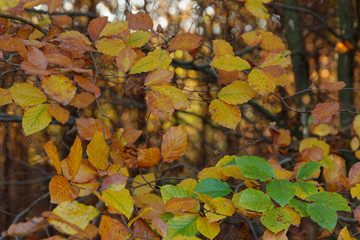 Herbstlaub der Rotbuche, Ratingen, NRW, Deutschland