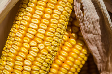 Ears of Corn Close Up Horizontal