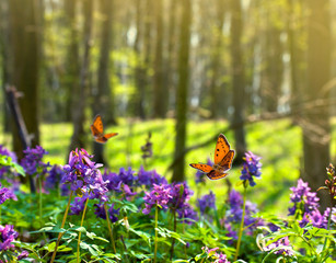 Orange butterfly with black dots scarce copper ( Lycaena virgaureae ) over flowers Corydalis (Greek...