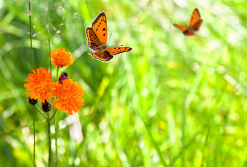 Orange flowers Pilosella aurantiaca (common names: fox-and-cubs, orange hawk bit, devil's paintbrush, grim-the-collier ) on meadow in sun light