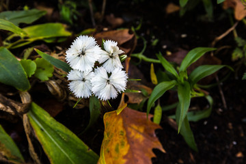 Blooming flower in autumn