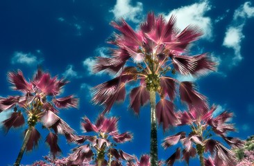 Beautiful infrared shot of palm trees on the paradise island Seychelles