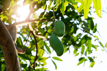 Raw Mango fruit on the tree.