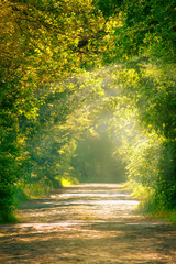 Sunny spring or summer landscape in green park with block road, selective focus