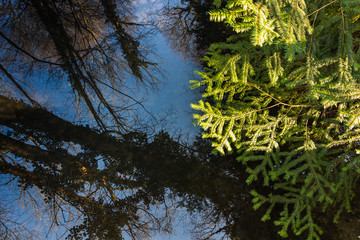 spiegelung mit baeume und himmel