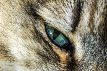 blue eyes cats close-up