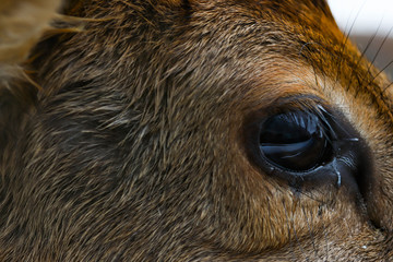 Deer's Eye