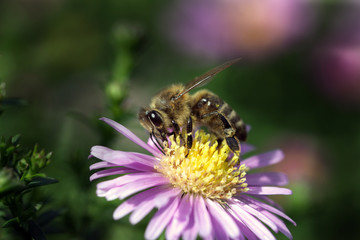 Macro photo of a honeybee pollinating a pink and yellow flower