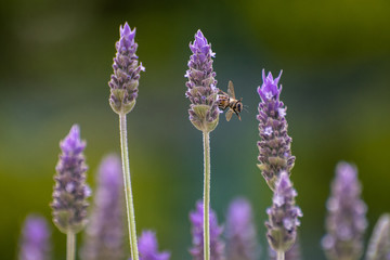 Lavander and Bee