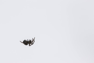 Winter spider webbing