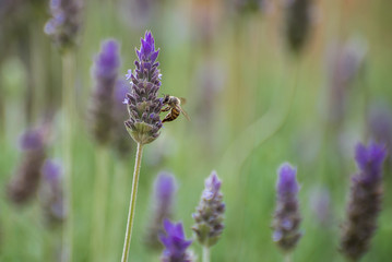 Lavander and a Bee