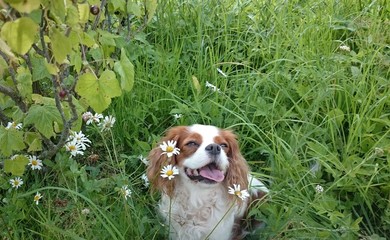 Happy cute puppy