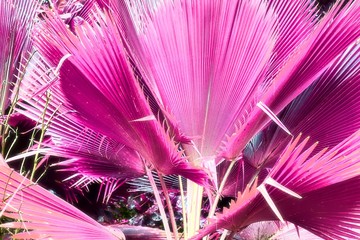 Beautiful infrared shot of palm trees on the paradise island Seychelles