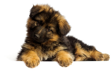 Fototapeta premium shepherd puppy isolated