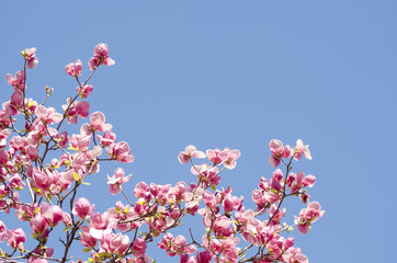 Beautiful magnolia tree blossoms in springtime. Jentle magnolia flower against sunset light.