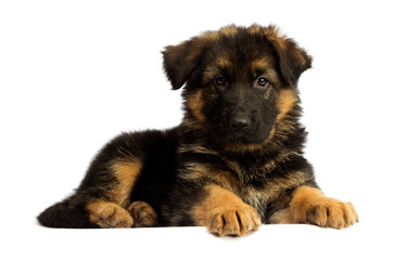 shepherd puppy isolated