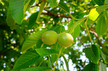 Background of green leaves and walnuts.