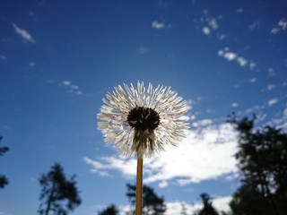 Fototapeta premium dandelion macro