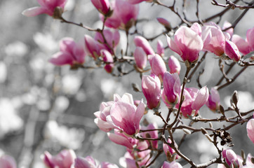 Beautiful magnolia tree blossoms in springtime. Jentle magnolia flower against sunset light.
