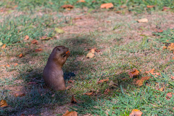 Detailed view of a single funny rodent, prairie dog, genus Cynomys