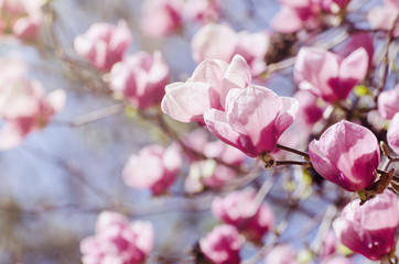 Fototapeta na wymiar Beautiful magnolia tree blossoms in springtime. Jentle magnolia flower against sunset light.