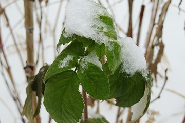 Frozen leaves in winter season