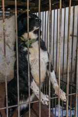 Alabai dog at the shelter