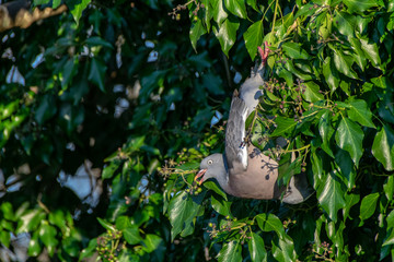 Wood pigeon wild bird ( Columba livia) hanging upside down eating winter berries from everygreen tree