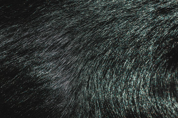 Black fur texture