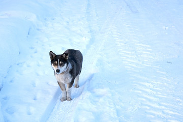 a small young husky dog runs forward guarding the farm territory in winter on a frosty clear day. copy space