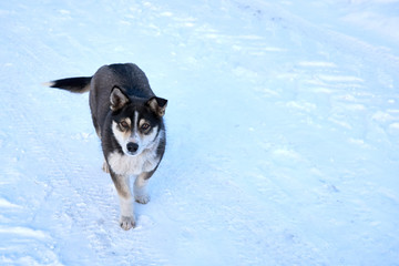 a small young husky dog runs forward guarding the farm territory in winter on a clear day. copy space