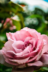 Pink rose macro