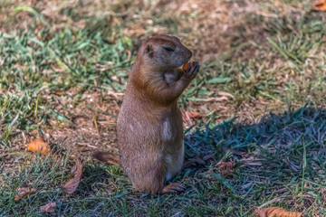 Detailed view of a single funny rodent, prairie dog, genus Cynomys