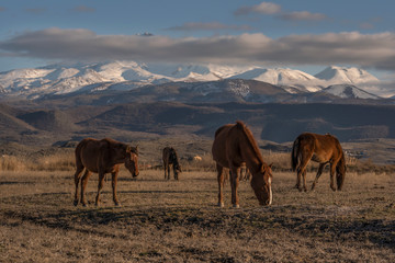 herd of horses grazing in mountains, wild horses