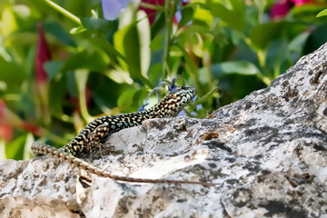Spotted beige and black lizard on a rock with green plants and red flowers as the background