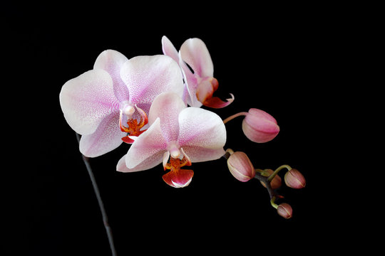 Close-up of white-pink orchid (Orchidaceae) flower on the black background